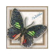 Набор для вышивки бисером на прозрачной основе "3D Бабочка Parides sesostris zestos" Набор для вышивки бисером на прозрачной основе "3D Бабочка Parides sesostris zestos"
